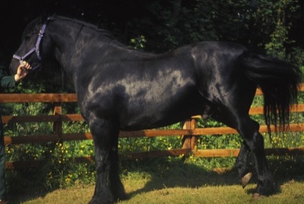 Horse Times Egypt: Equestrian Magazine :News :PREDISOLONE AND LAMINITIS RISK 