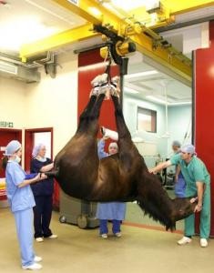 Horse Times Egypt: Equestrian Magazine :News :DOBUTAMINE, FLUIDS AND ANAESTHESIA