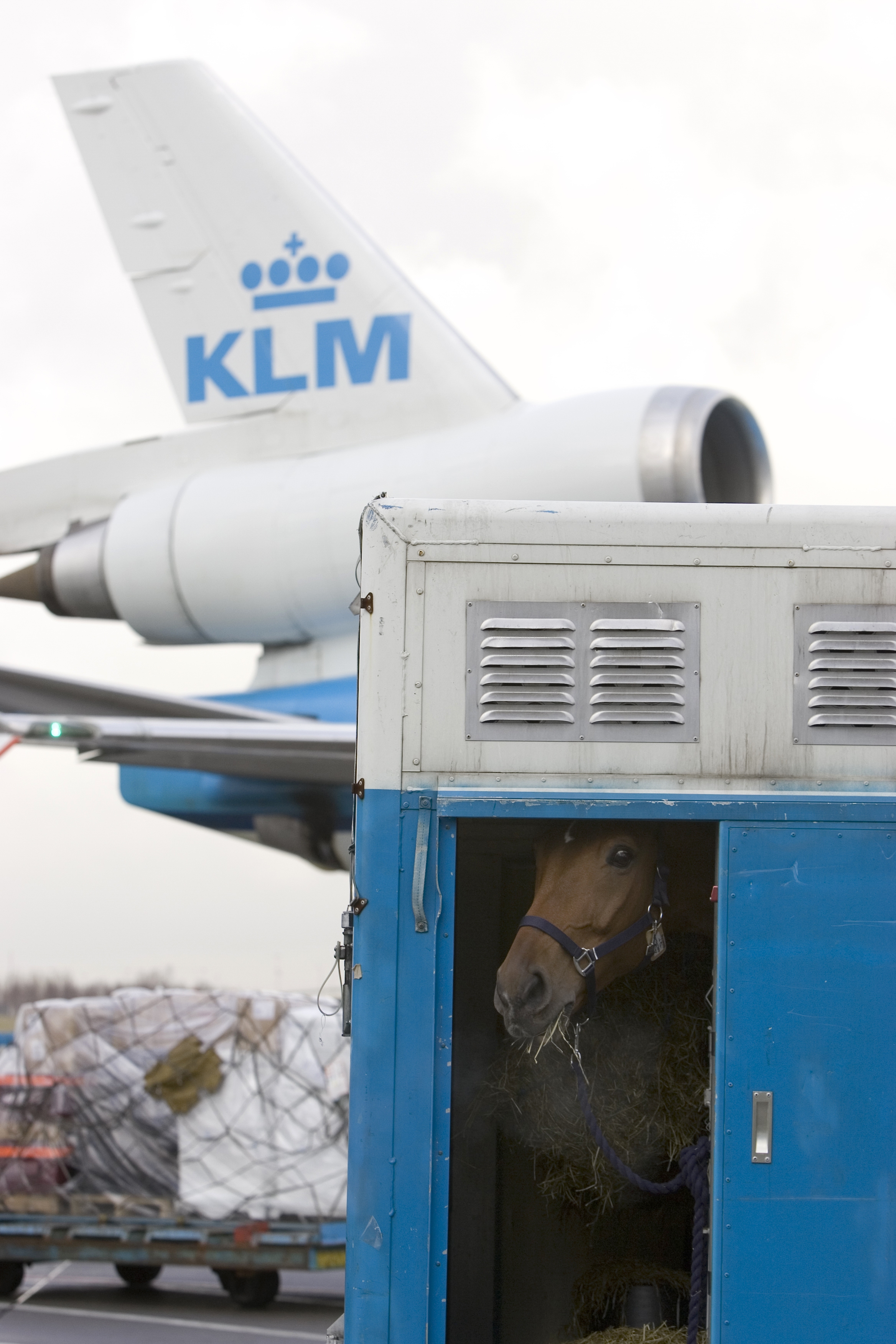 Horse Times Egypt: Equestrian Magazine :News :THE FACTS ABOUT THE EU BAN ON IMPORTATION OF EGYPTIAN HORSES