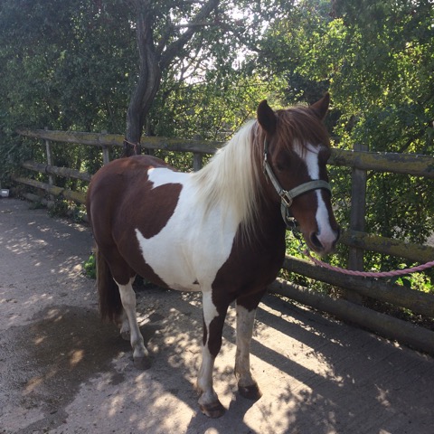 Horse Times Egypt: Equestrian Magazine :News :ORAL SUGAR TEST IN NON-FASTED PONIES?