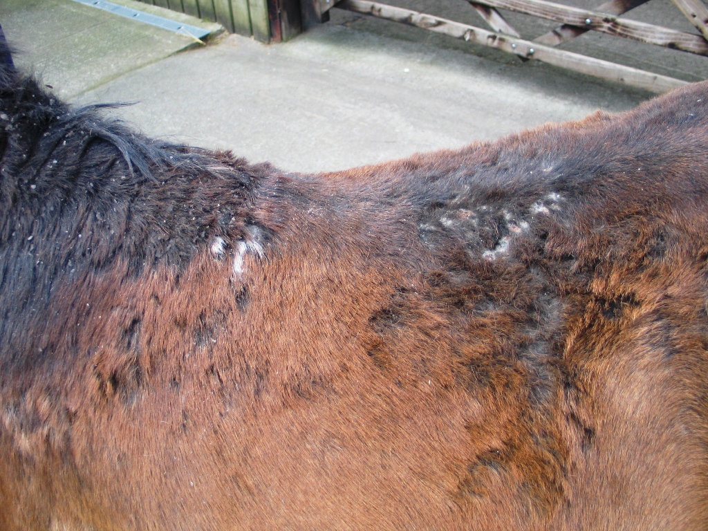 Horse Times Egypt: Equestrian Magazine :News :NOVEL IMMUNOTHERAPY FOR SWEET ITCH 