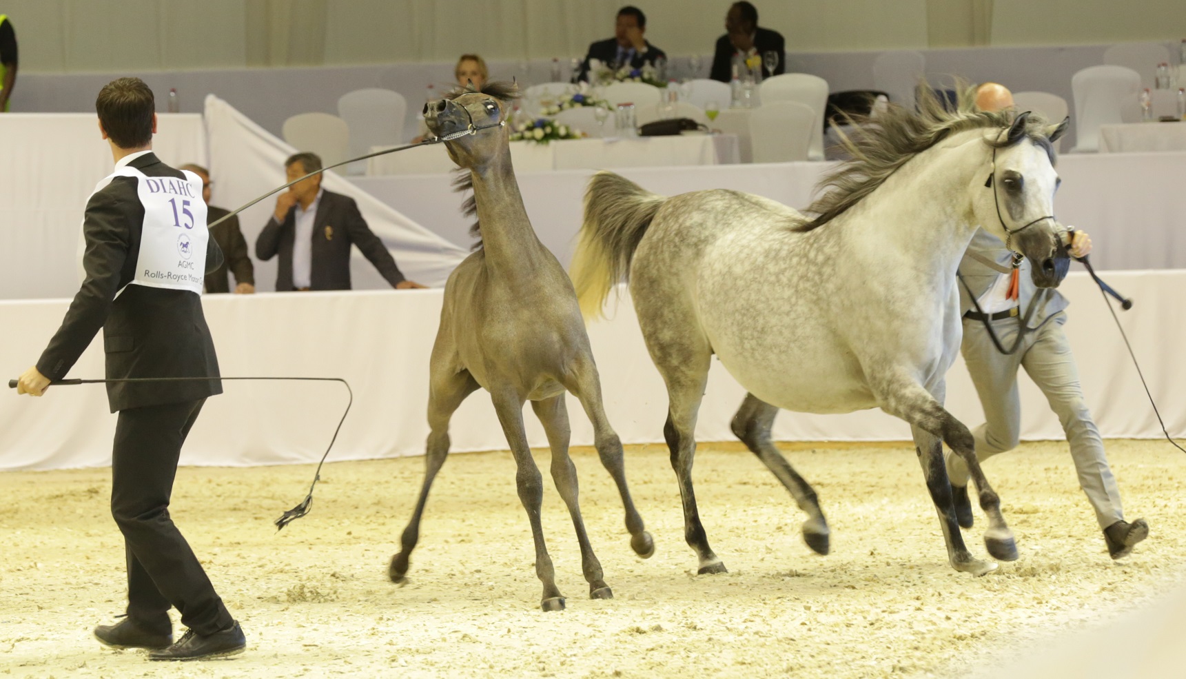 Horse Times Egypt: Equestrian Magazine :News :THE EQUESTRIAN WORLD RACES TO DUBAI WORLD TRADE CENTER THIS MARCH