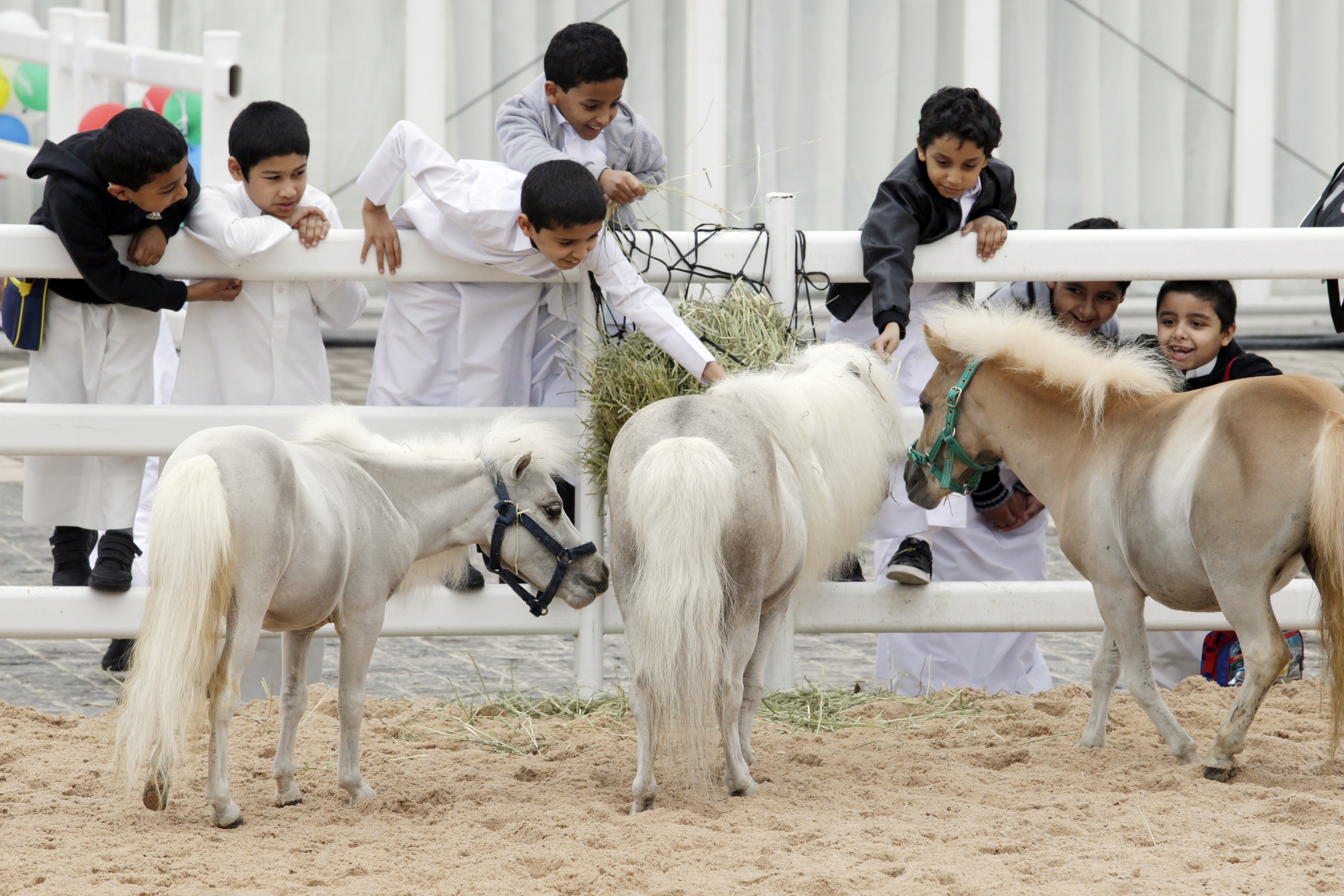 Horse Times Egypt: Equestrian Magazine :News :AL SHAQAB TO OPEN WORLD-CLASS EQUINE HEALTH FACILITY
