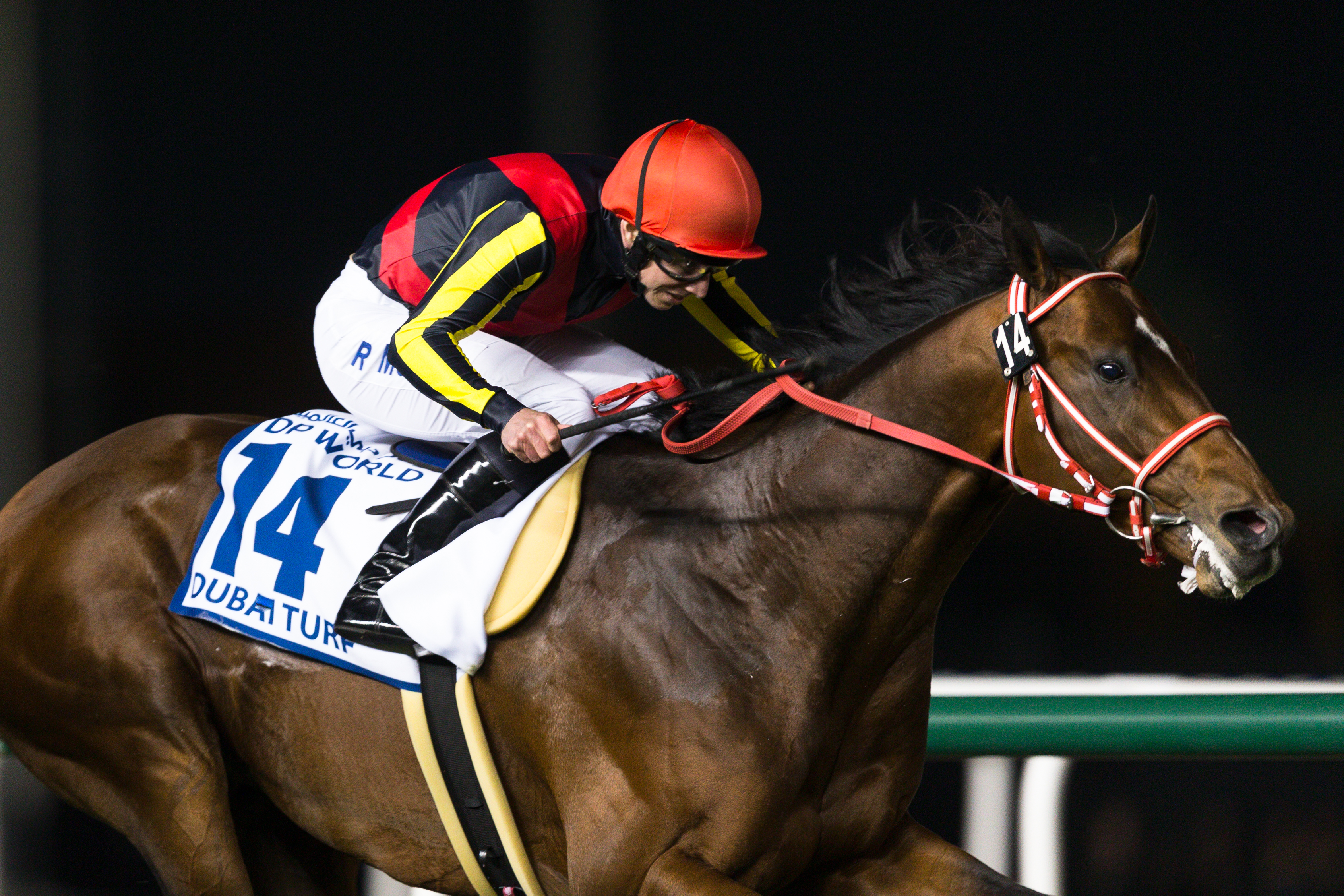 Horse Times Egypt: Equestrian Magazine :News :TRACKWORK NOTES :  GROUP ONE 6M$ DUBAI TURF BY DP WORLD - 1800M 