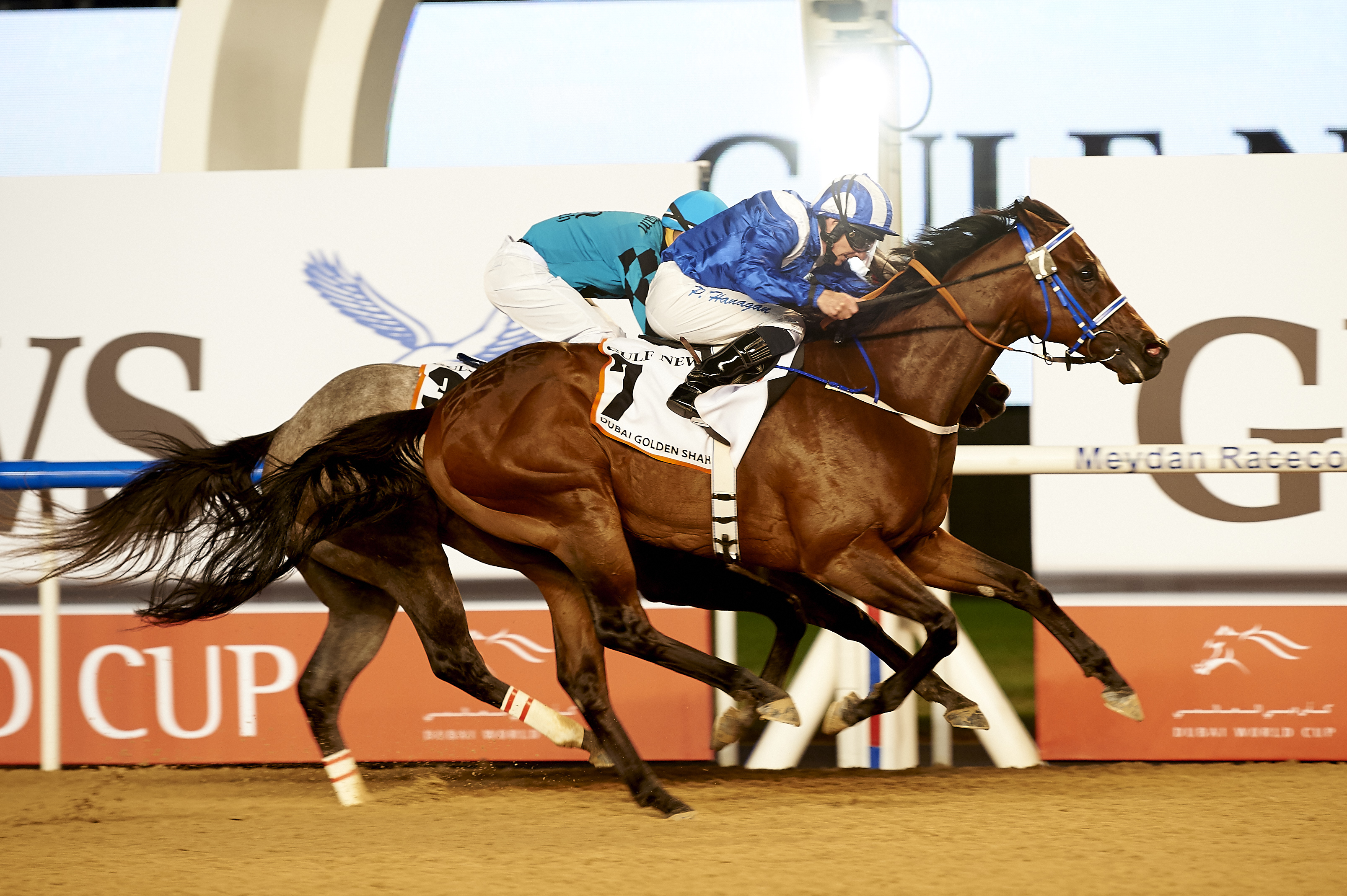 Horse Times Egypt: Equestrian Magazine :News :MUARRAB IS OUT TO DEFEND HIS GOLDEN SHAHEEN TITLE