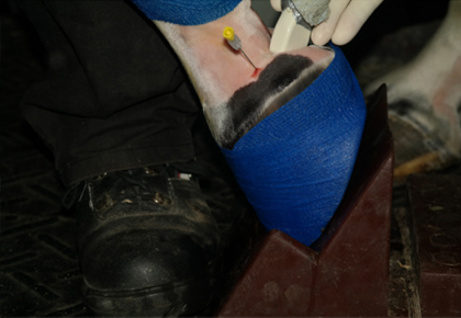 Horse Times Egypt: Equestrian Magazine :News :ULTRASOUND-GUIDED NAVICULAR BURSA INJECTION 
