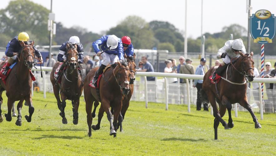 Horse Times Egypt: Equestrian Magazine :News :EXCELLENT DANTE STAKES SECOND FOR BENBATL