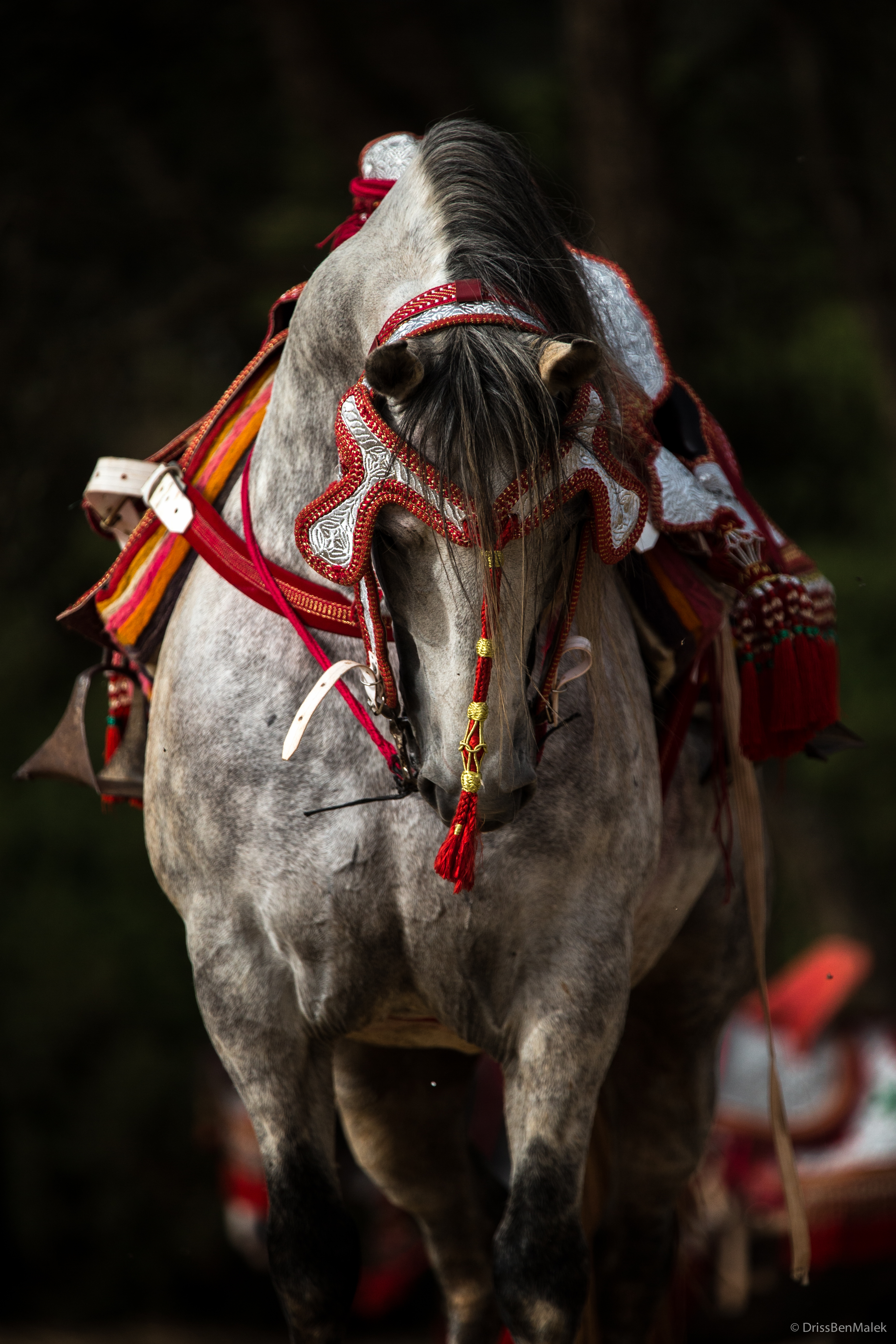 Horse Times Egypt: Equestrian Magazine :News :Morocco Royal Tour: A season 2017 towards excellence
