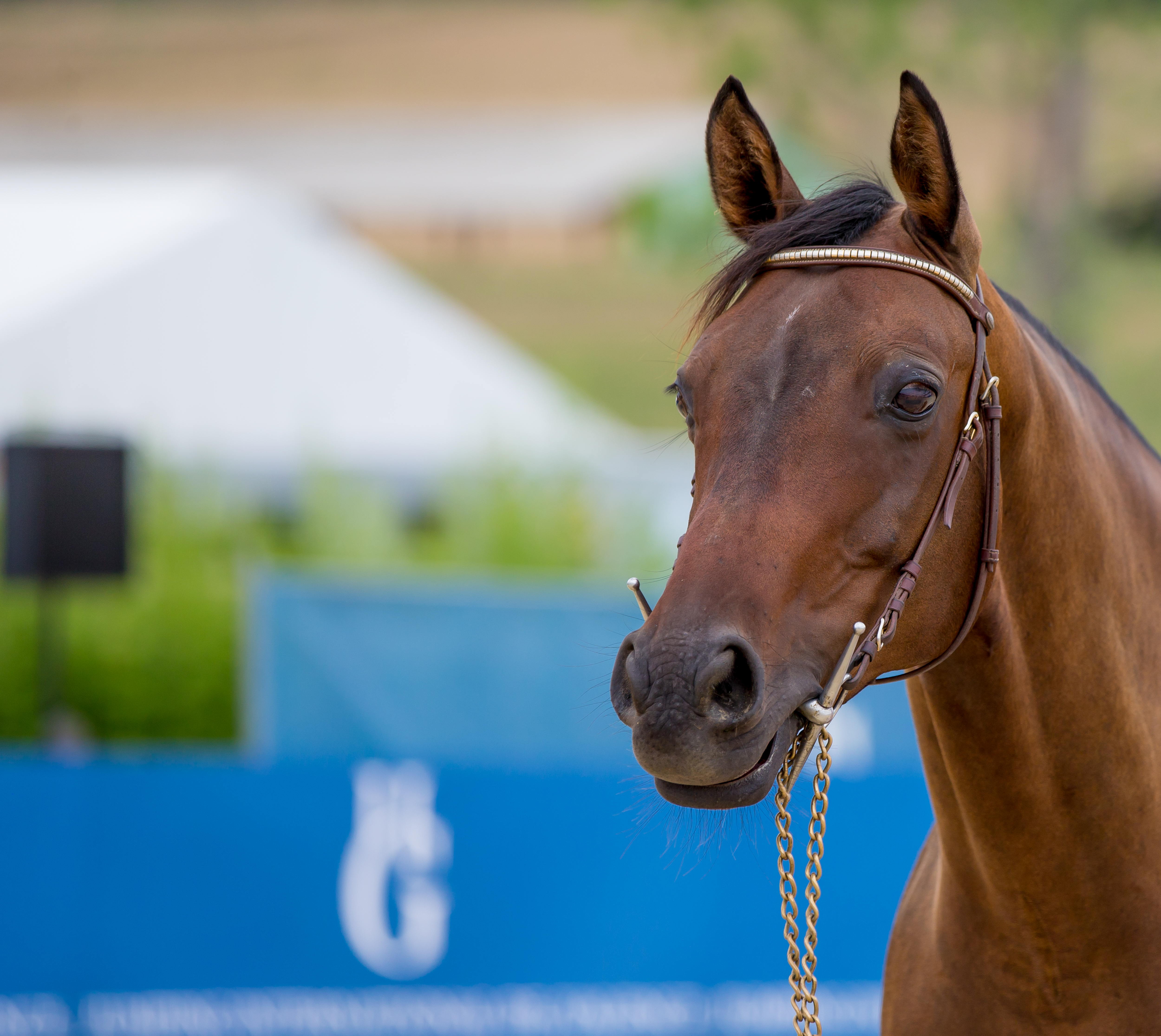 Horse Times Egypt: Equestrian Magazine :News :Jumping International of Valence 2017: The story continues !