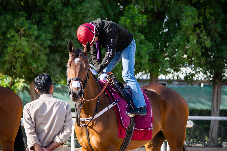 Horse Times Egypt: Equestrian Magazine :News : DUBAI WORLD CUP NEWS OF THE DAY