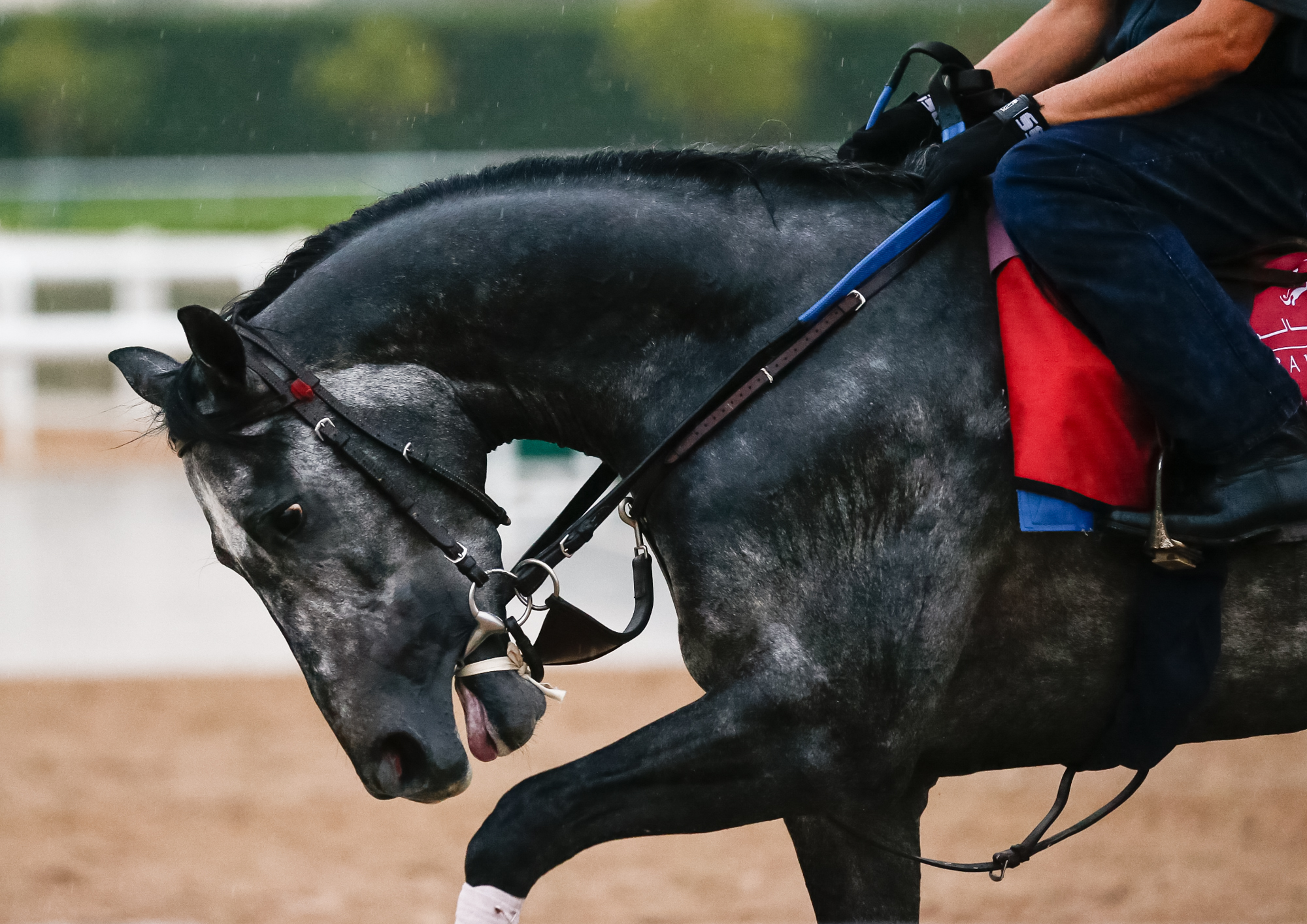 Horse Times Egypt: Equestrian Magazine :News :DUBAI WORLD CUP NEWS OF THE DAY 