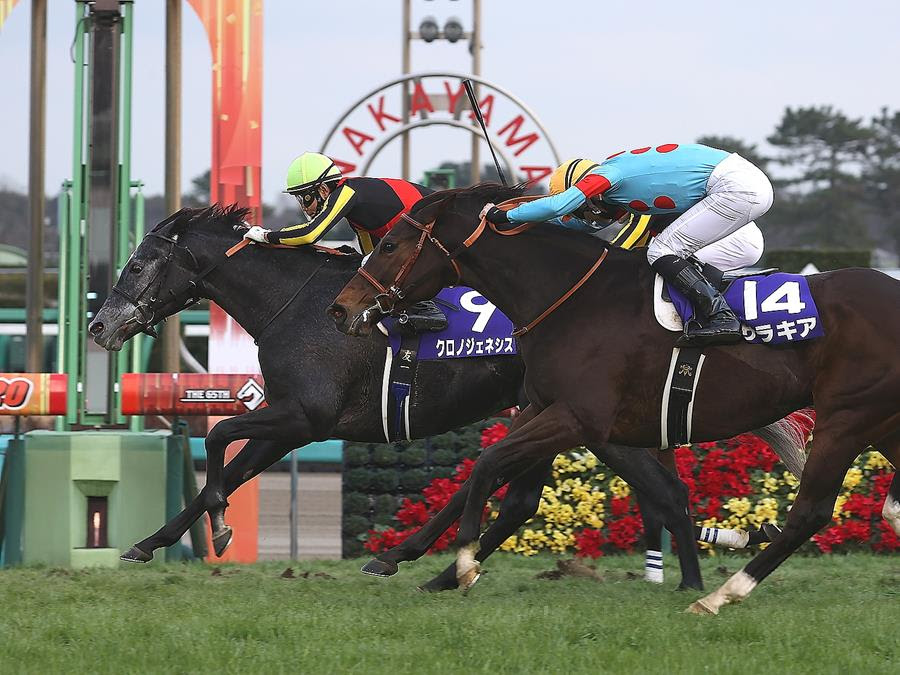 Horse Times Egypt: Equestrian Magazine :News :DUBAI WORLD CUP NIGHT NOMINATIONS ATTRACT 762 HORSES FROM 19 COUNTRIES