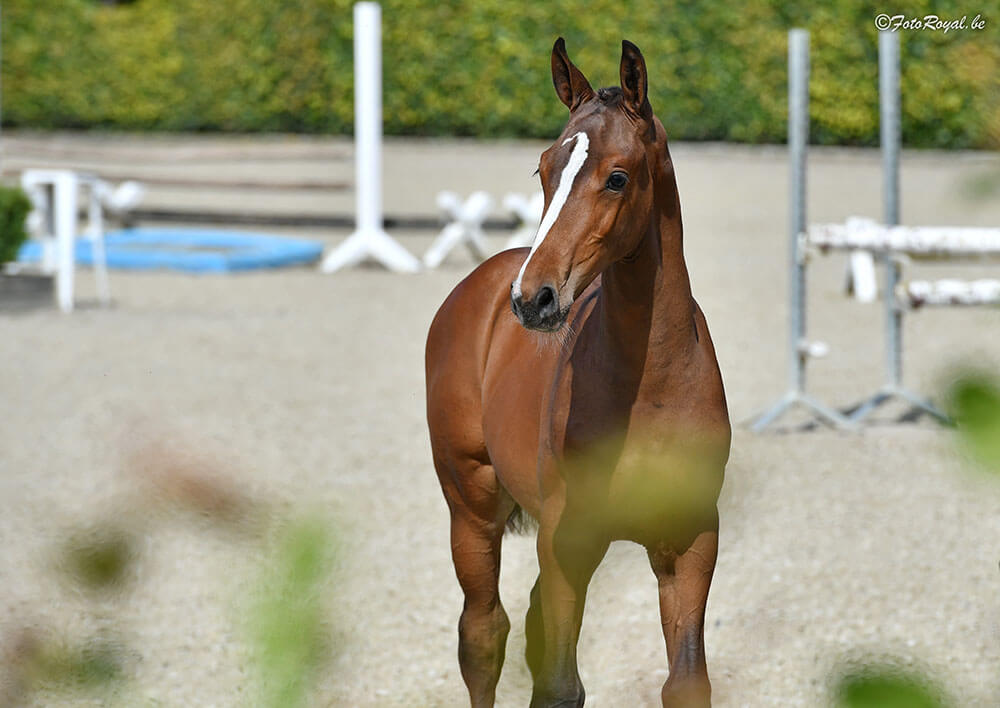 Horse Times Egypt: Equestrian Magazine :News :EQUBREEDING AUCTION EXCITED ABOUT OUR “ONE OF A KIND” BREEDING COLLECTION