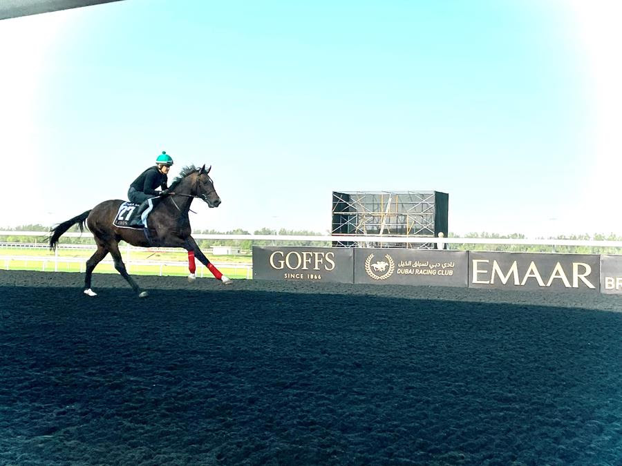Horse Times Egypt: Equestrian Magazine :News :THE DUBAI WORLD CUP 2022 KICKS OFF IN TWO DAYS