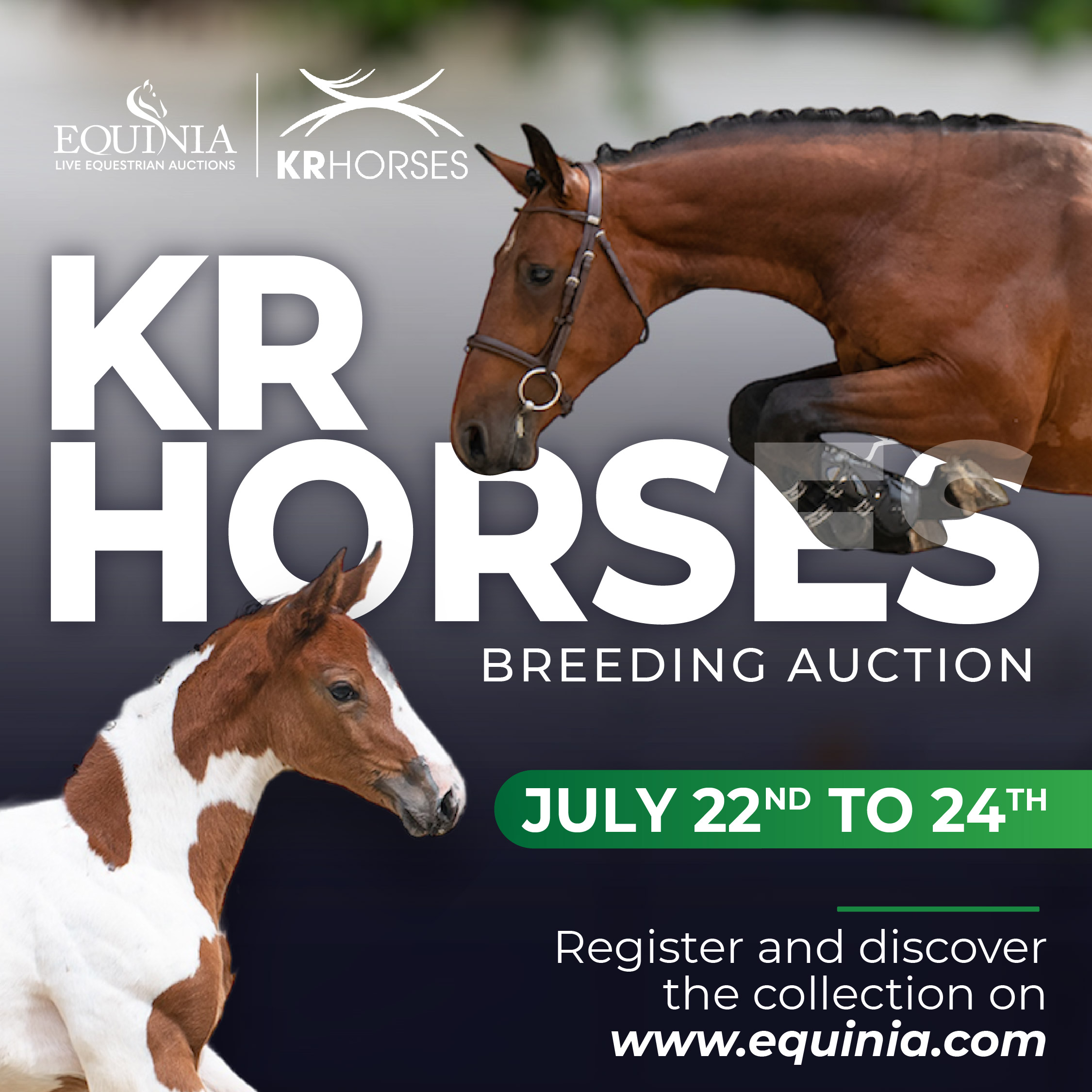 Horse Times Egypt: Equestrian Magazine :News :KR AUCTION - Equinia