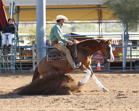 Horse Times Egypt: Equestrian Magazine :News :ARABIAN REINING HORSES SLIDE TO POPULARITY SCOTTSDALE, FEBRUARY 2013