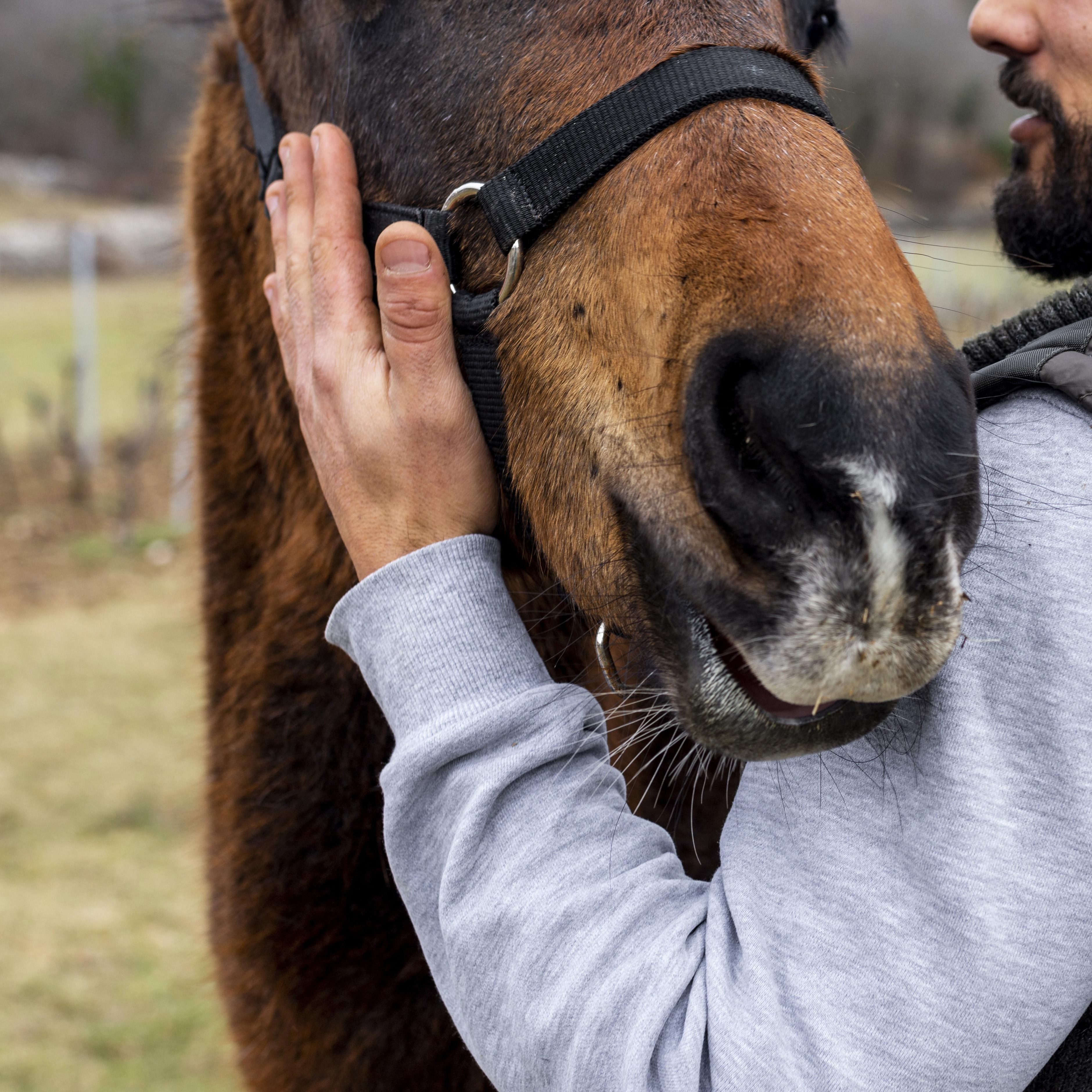 Horse Times Egypt: Equestrian Magazine :News :FEI BOARD MEETING IN-PERSON 17-18 JUNE WRAP-UP REPORT