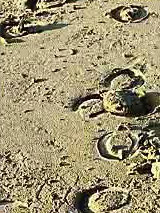 Horse Times Egypt: Equestrian Magazine :News :Issue 28 spring 2009